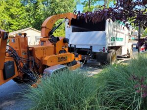 Tree Cutting Bethesda Maryland