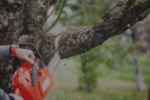 Camp Springs Maryland Tree Removal Service